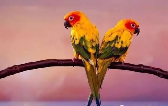 搞笑鹦鹉爆料视频下载大全,笑料百出，欢乐无限  第2张