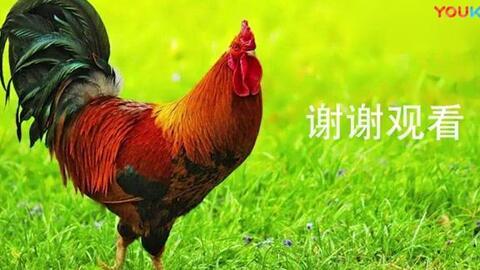 大公鸡视频在线观看  第1张